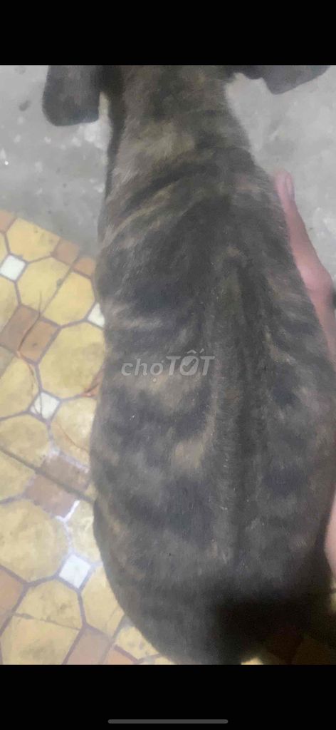 Chó Phú Quốc Vện Đực. Mua bán Chó tại Quận 8 Tp Hồ Chí Minh được đăng bởi Nam nguyen hình 1