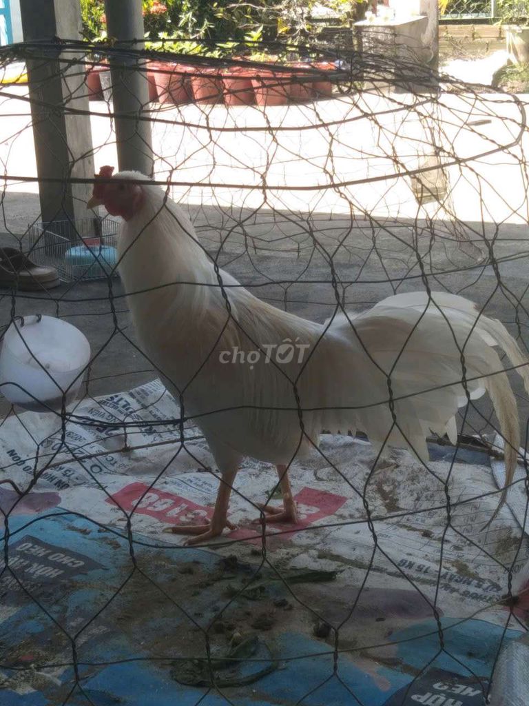 Gà úa 1k1 tơ zin. Mua bán Gà tại Huyện Phụng Hiệp Hậu Giang được đăng bởi An hình 1