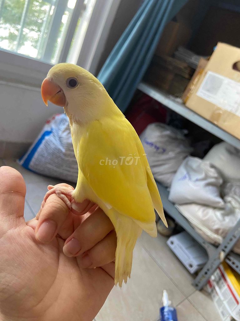 Vẹt lovebird Vàng Còn ăn bột, đã cạp kê Khỏe mạnh. Mua bán Chim tại Quận Bình Tân Tp Hồ Chí Minh được đăng bởi Soa Duong hình 1