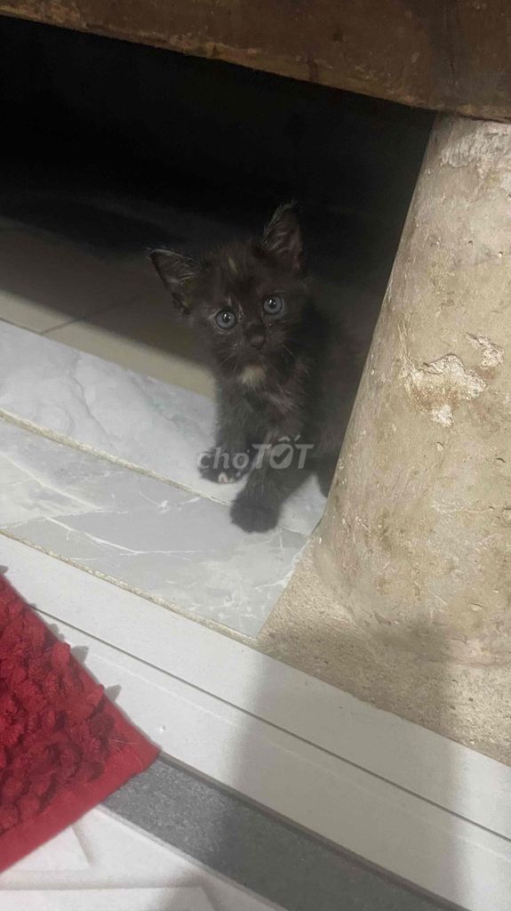 Mèo con đen nâu ngoan khoẻ. Mua bán Mèo tại Quận Tân Phú Tp Hồ Chí Minh được đăng bởi Thu Huyền hình 1