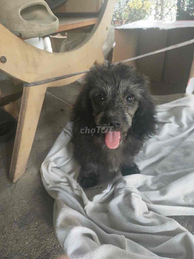 Chó Lạp xưởng lai Poodle 2 tháng. Mua bán Chó tại Thị xã Tân Uyên Bình Dương được đăng bởi Đ Kym Nhi hình 1