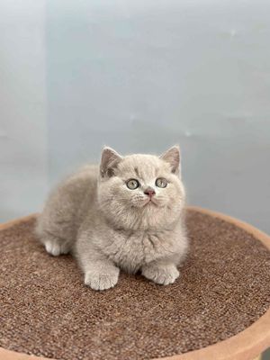 Mèo Anh lông ngắn màu Lilac thuần chủng 100%