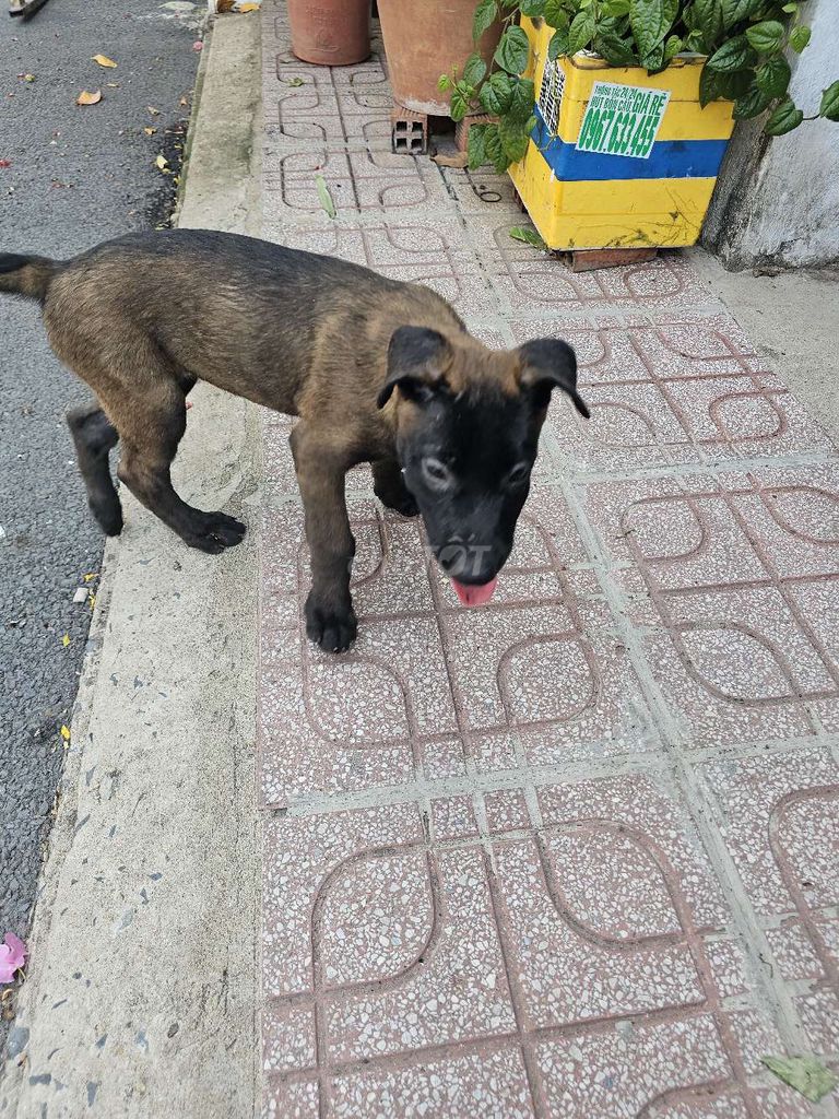Chó Malinois cái 3 tháng đã tiêm. Mua bán Chó tại Thành phố Dĩ An Bình Dương được đăng bởi phúc phát hình 1