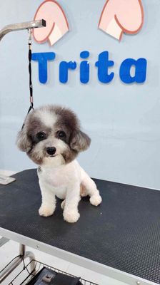 Mẹ Bichon Ba Poodle. Mua bán Chó tại Huyện Hóc Môn Tp Hồ Chí Minh được đăng bởi kiệt