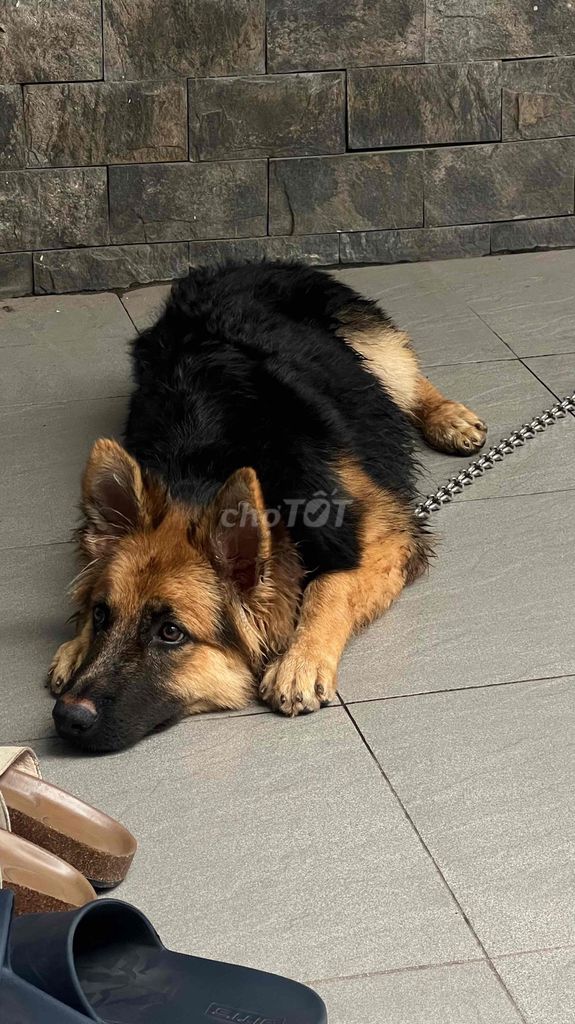 Chó Becgie đã tiêm phòng. Mua bán Chó tại Thành phố Thuận An Bình Dương được đăng bởi Phùng Tuấn Huy hình 1