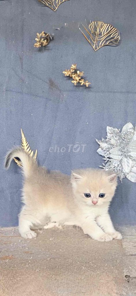 Mèo Golden AY11 con. Mua bán Mèo tại Huyện Củ Chi Tp Hồ Chí Minh được đăng bởi Cường Củ Chi hình 1