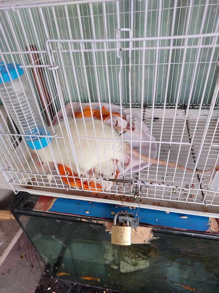 Chuột bạch trắng cả hai. Mua bán Thú cưng khác tại Quận Tân Phú Tp Hồ Chí Minh được đăng bởi Nguyễn  hình 1
