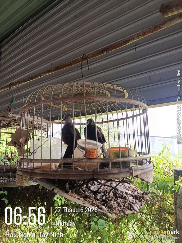 Chim cu ăn cứng cặp Việt Malai giọng lớn. Mua bán Chim tại Huyện Đức Hòa Long An được đăng bởi Mình Kỳ hình 1