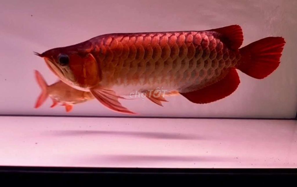 Cá huyết long Fafu đỏ 43cm. Mua bán Thú cưng khác tại Quận Tân Phú Tp Hồ Chí Minh được đăng bởi Quang Duong hình 1