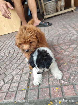 k có thời gian chăm để lại cho bạn nào yêu động vậ