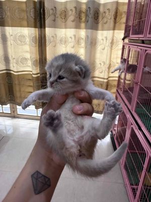 Tìm nhà mới gấp cho các bé. Cá mềm