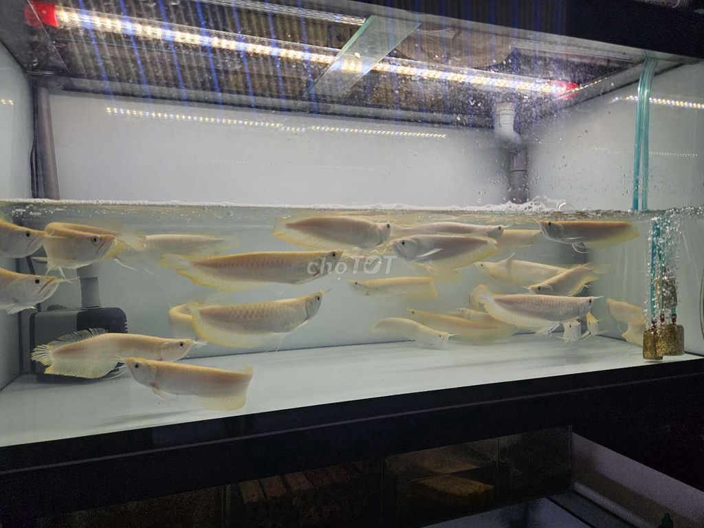 Ngân long abino 22_24cm. Mua bán Thú cưng khác tại Quận 6 Tp Hồ Chí Minh được đăng bởi Cá Đẹp OceanChill hình 4