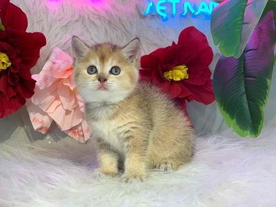 mèo aln tabby v golden