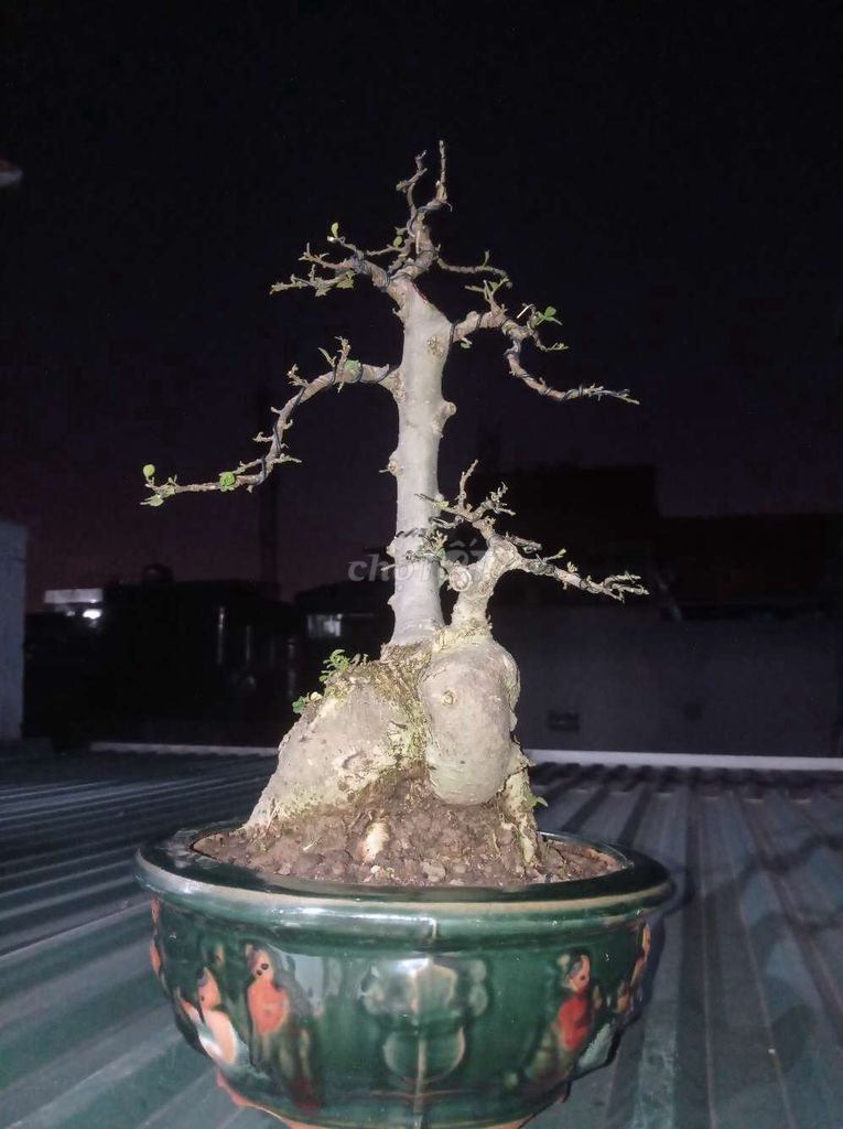 Cây Duối bonsai