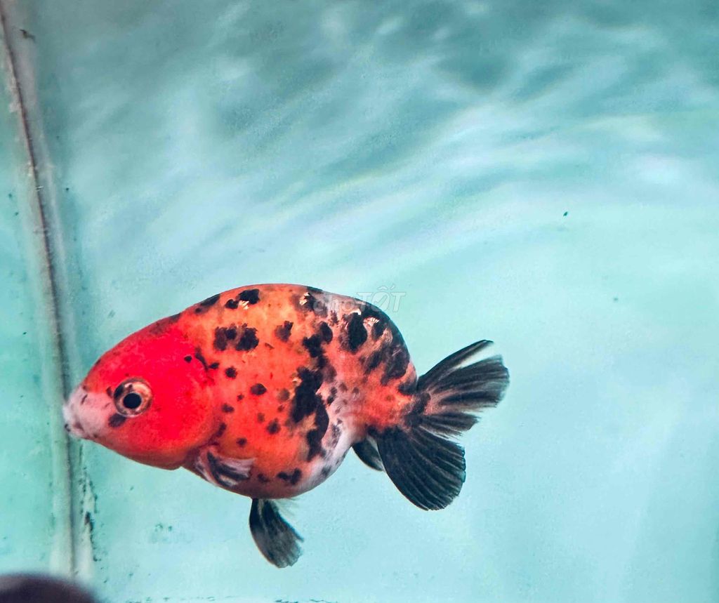 Cá Ranchu Đỏ đen Khỏe mạnh. Mua bán Thú cưng khác tại Quận Hải Châu Đà Nẵng được đăng bởi nhan  hình 1