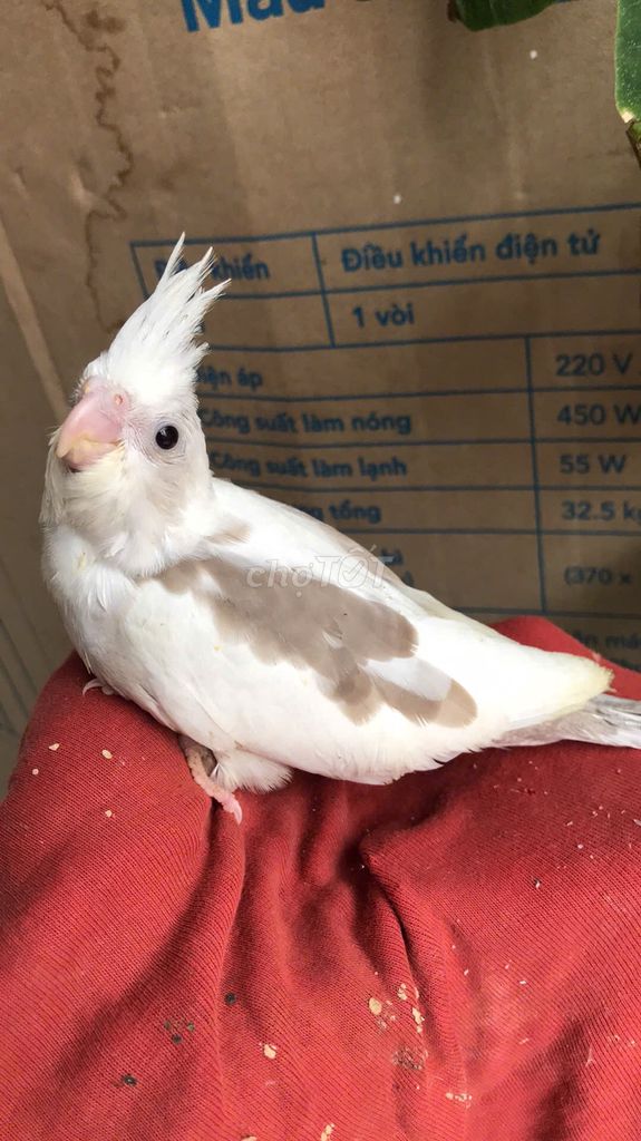 Vẹt mào Cockatiel đẹp