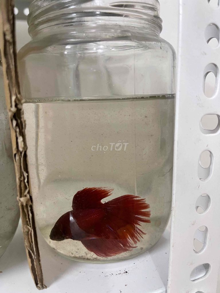 Cá Betta HaflMoon giá rẻ. Mua bán Thú cưng khác tại Quận 8 Tp Hồ Chí Minh được đăng bởi Phúc Nguyễn hình 3