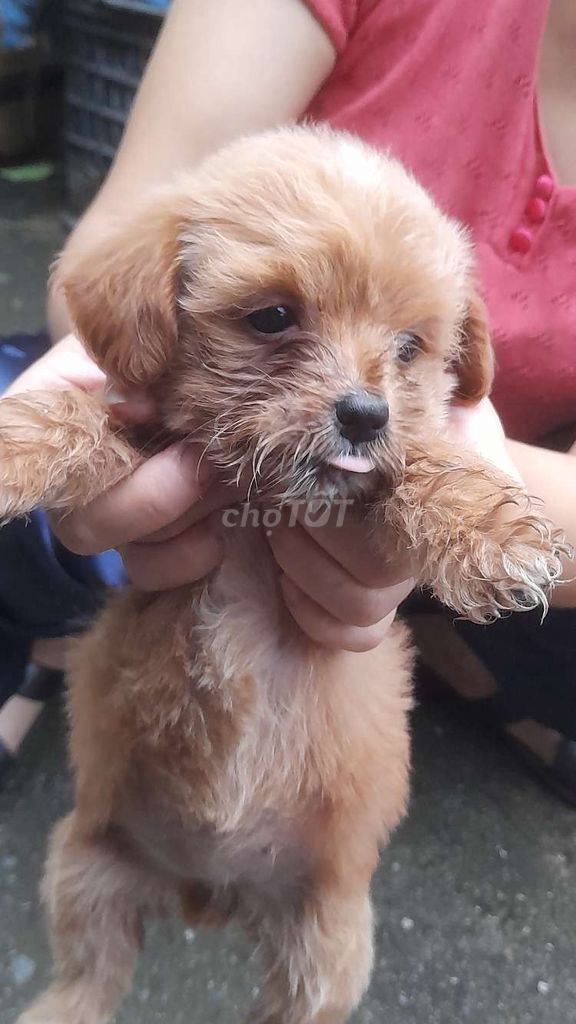 Nhà e cần bán 3 chú cún poodle