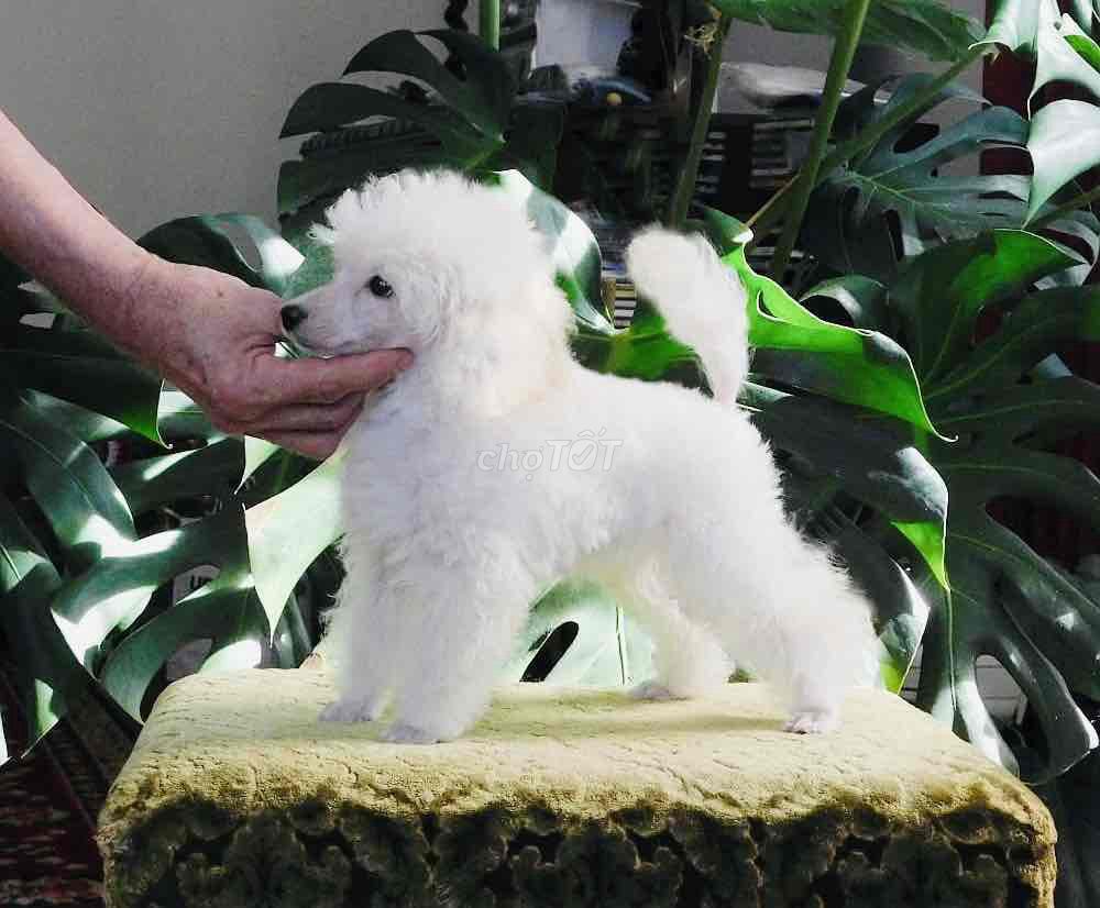 Chó Poodle Teacup cái tơ Trắng lùn 1kg5. Mua bán Chó tại Quận Gò Vấp Tp Hồ Chí Minh được đăng bởi Miễn Tiếp Cò Lái hình 1