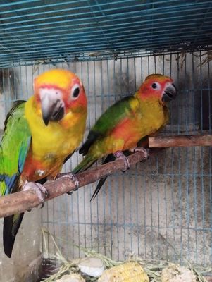 Vẹt Sun Conure non trống mái. Mua bán Chim tại Huyện Đức Hòa Long An được đăng bởi trantu