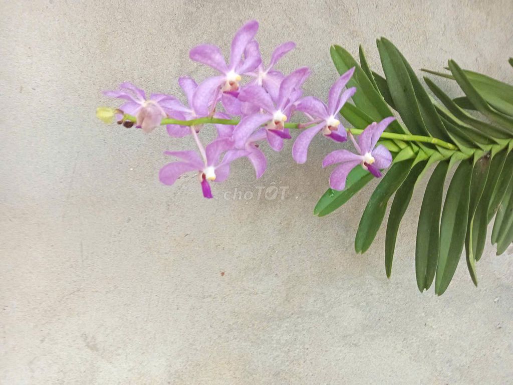 Hoa lan Vanda Tím 1.2m. Mua bán Cây cảnh, đồ trang trí tại Thành phố Huế Thừa Thiên Huế được đăng bởi huemuaban hình 1