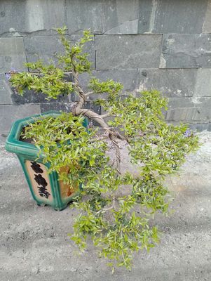 Linh sam bonsai dáng thác đổ