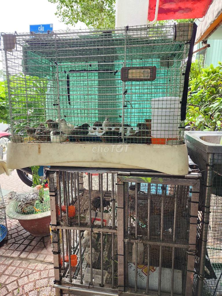 Bán gà rutin 1 tháng tuổi 2 tháng 1. Mua bán Gà tại Quận Bình Thạnh Tp Hồ Chí Minh được đăng bởi nguyễn danh hình 5