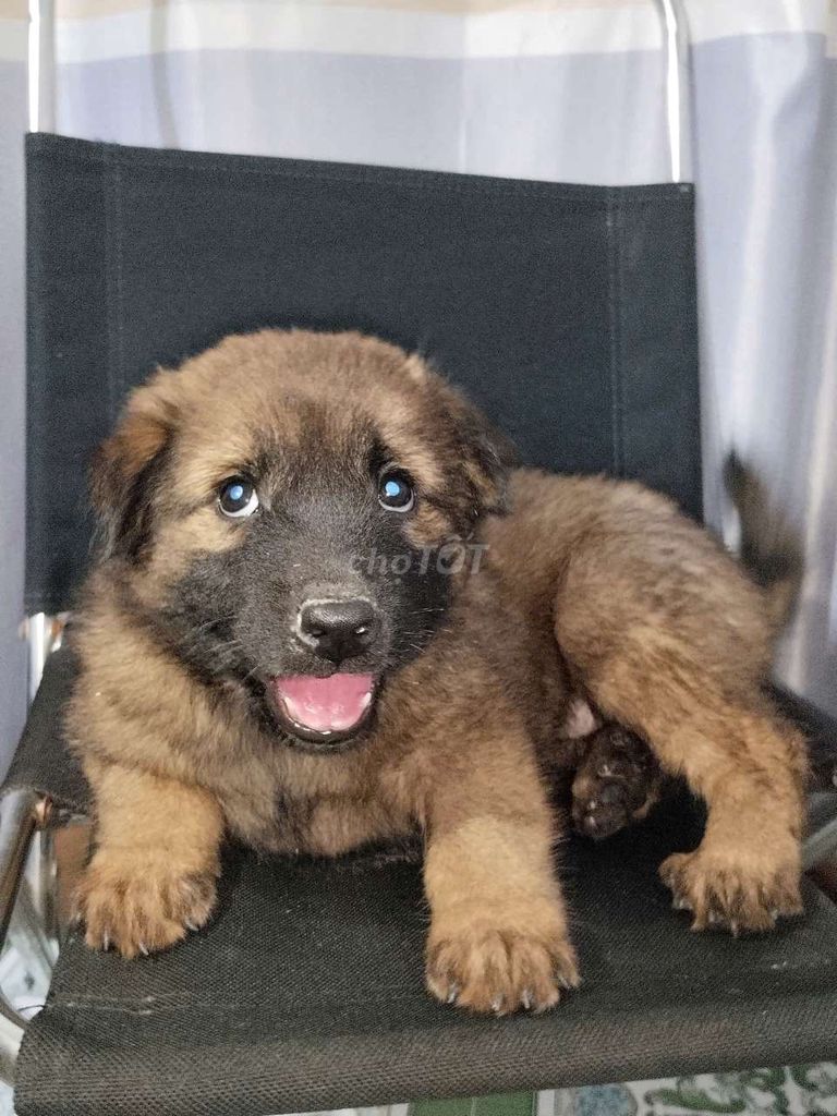 bé becgie bỉ to con canh nhà giỏi. Mua bán Chó tại Huyện Bình Chánh Tp Hồ Chí Minh được đăng bởi Mỹ Hạnh hình 1