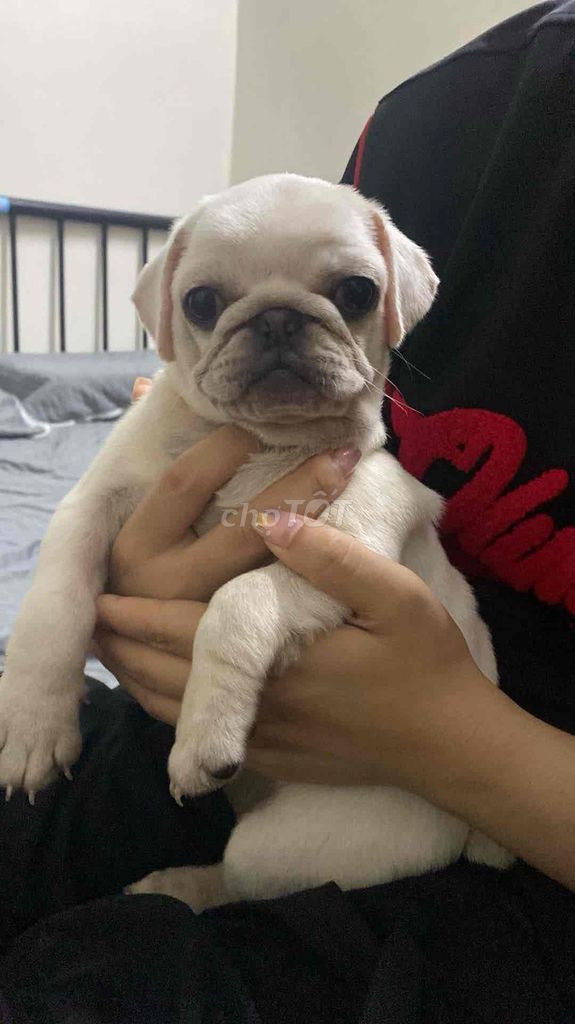 mình cần tùm nhà mới cho em ạ. Mua bán Chó tại Quận Hoàng Mai Hà Nội được đăng bởi Nguyễn Bình hình 3