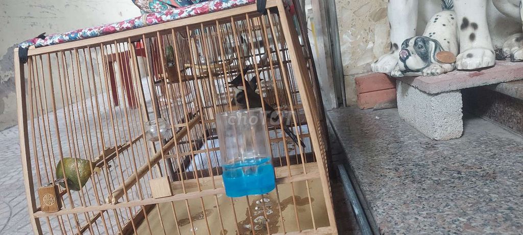 Chim cảnh Nâu xanh lá Hót hay. Mua bán Chim tại Quận Ba Đình Hà Nội được đăng bởi Anh Nguyen Duc hình 1