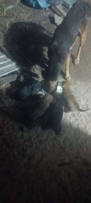 Chó cỏ đủ màu đã biết ăn