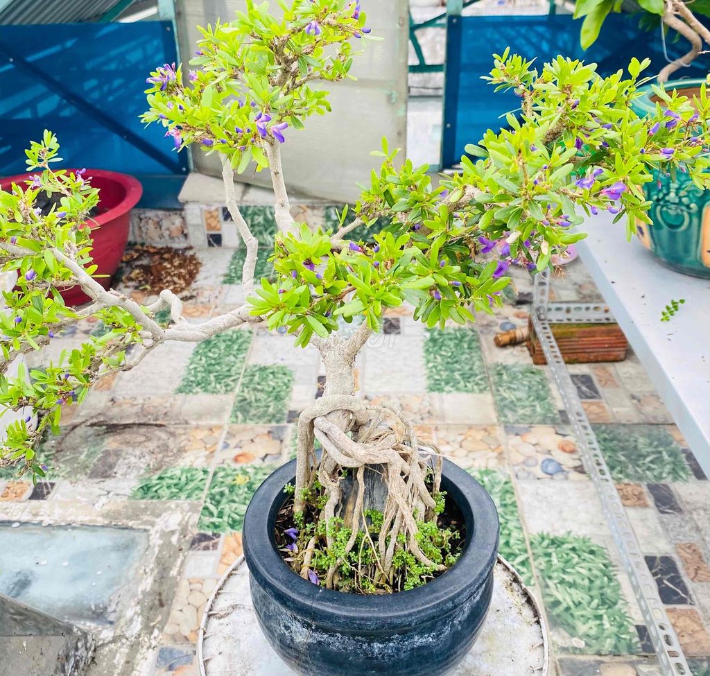 Chậu Bonsai Thân Rễ Ôm Đá, LINH SAM TÍM DÁNG XOẮN. Mua bán Cây cảnh, đồ trang trí tại Quận Tân Phú Tp Hồ Chí Minh được đăng bởi Nguyễn Hoàng hình 1