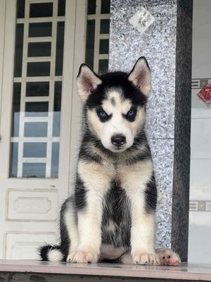 Tìm nhà cho các bé Husky. Mua bán Chó tại Huyện Châu Thành Tây Ninh được đăng bởi Nguyễn Ngân
