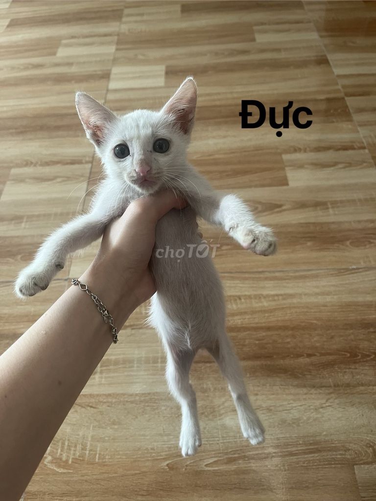 Mèo đực lông mềm mượt. Mua bán Mèo tại Huyện Thanh Trì Hà Nội được đăng bởi Thu Hue hình 1