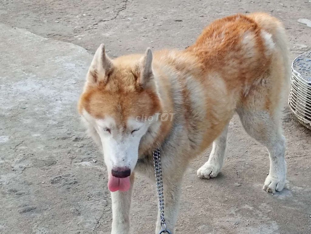 Chó Husky Đực Nâu trắng Lông bóng dợn. Mua bán Chó tại Thành phố Biên Hòa Đồng Nai được đăng bởi Nhân Rottweiler  hình 1