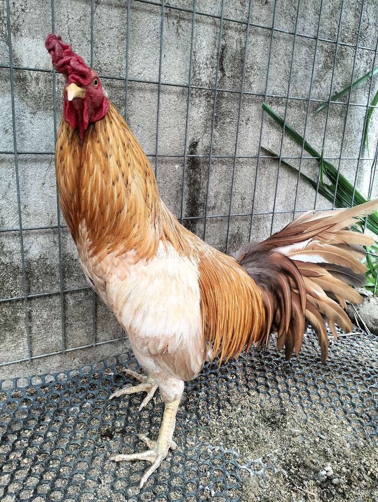 Gà Nâu 2.9kg. Mua bán Gà tại Huyện Thống Nhất Đồng Nai được đăng bởi nguyên văn mười  hình 1