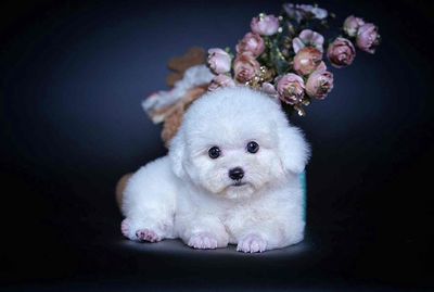 Ở đây bán Tiny poodle thuần chủng giá rẻ ✅UY TÍN