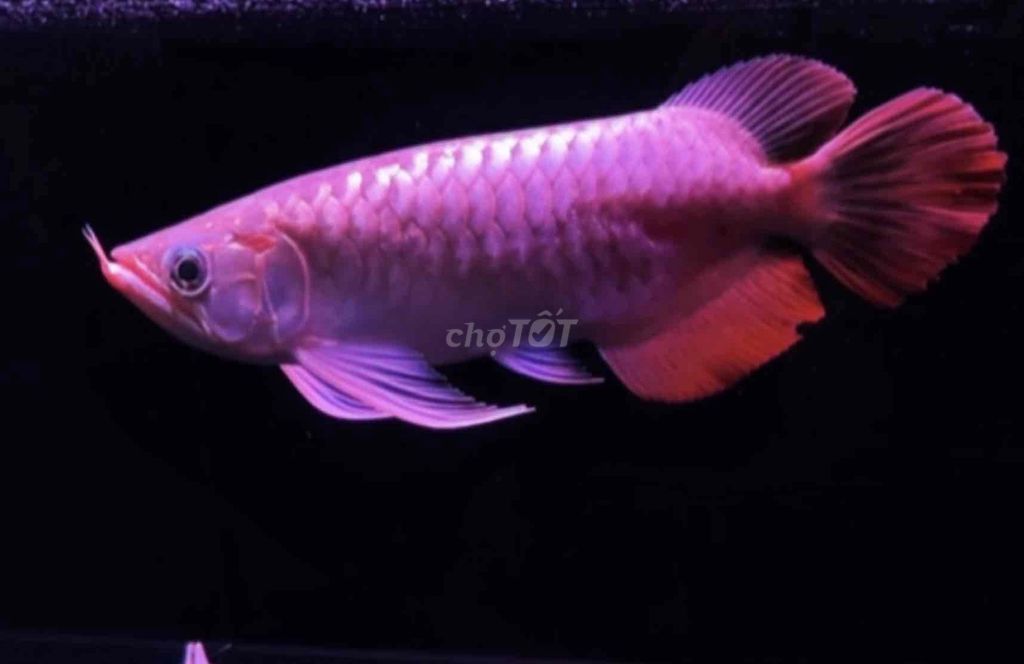 Thanh lý huyết long siêu đuôi càng size 33cm. Mua bán Thú cưng khác tại Quận Tân Bình Tp Hồ Chí Minh được đăng bởi Duy Fish hình 1