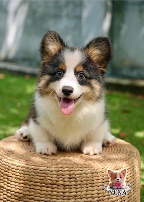 corgi thuần chủng. Mua bán Chó tại Thành phố Thủ Đức Tp Hồ Chí Minh được đăng bởi Thùy Trang