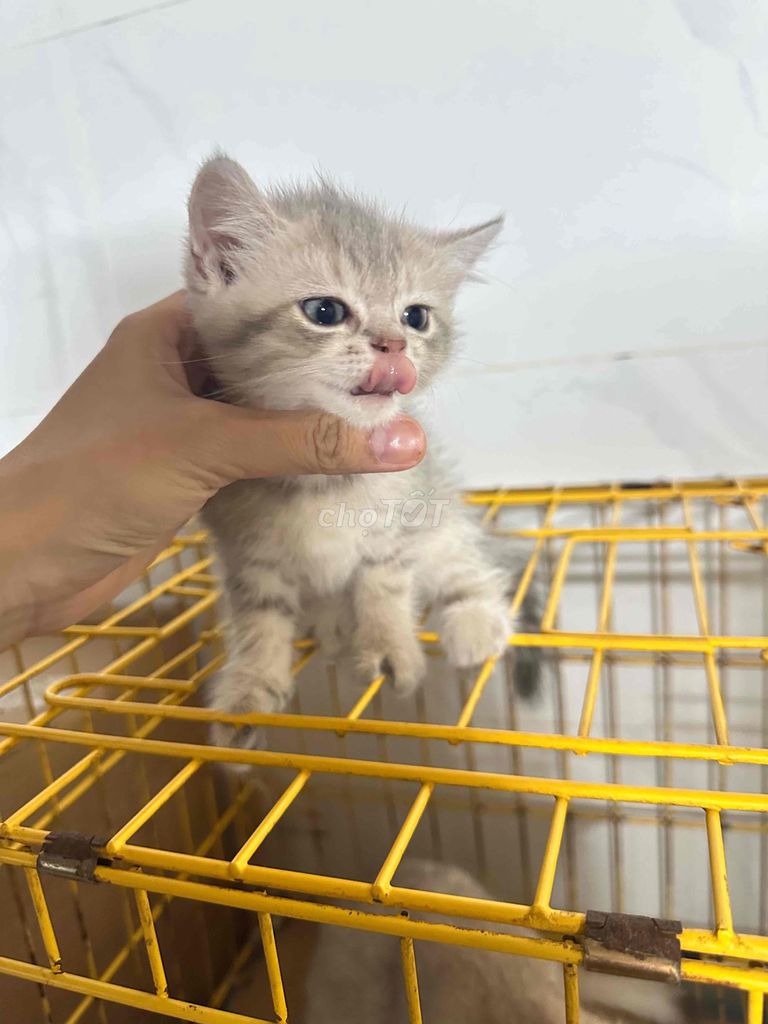 Mèo Anh lông ngắn Cái Xám trắng. Mua bán Mèo tại Thành phố Huế Thừa Thiên Huế được đăng bởi HP Peties House hình 1