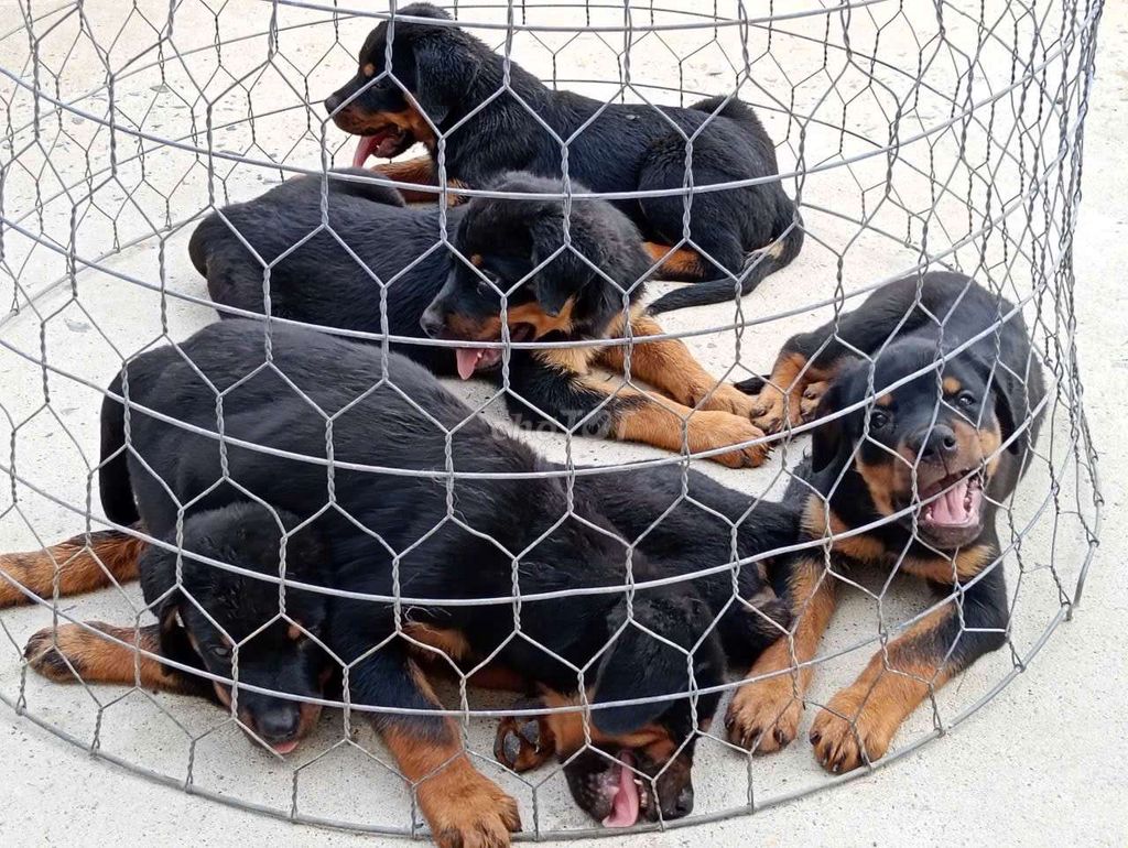 rottweile 3 tháng đã vô  mũi 2. Mua bán Chó tại Huyện Nhà Bè Tp Hồ Chí Minh được đăng bởi thuy tran hình 1