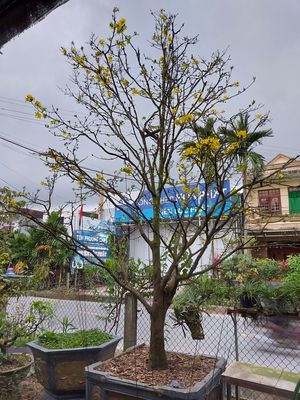 Cho Thuê nhà nguyên căn  mặt tiền ql 24B Mỹ Yên Tịnh Hà. Cho thuê văn phòng, mặt bằng kinh doanh tại Huyện Sơn Tịnh Quảng Ngãi được đăng bởi Anh Bảo