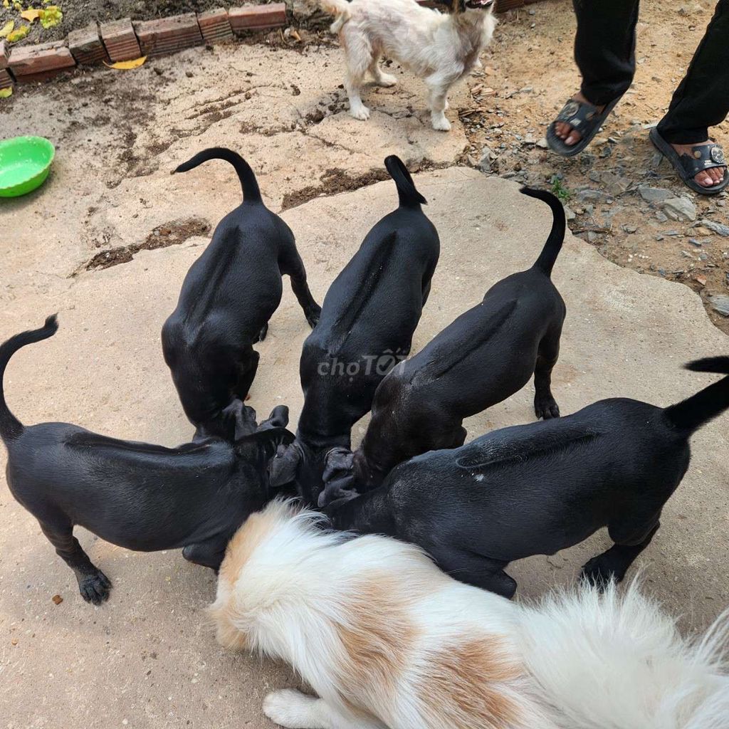 Chó xoáy thái lưỡi đen