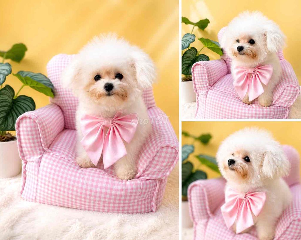 Bé gái Pompoo 6 tháng size tiny. Mua bán Chó tại Thành phố Thủ Đức Tp Hồ Chí Minh được đăng bởi Liên Lâm hình 1