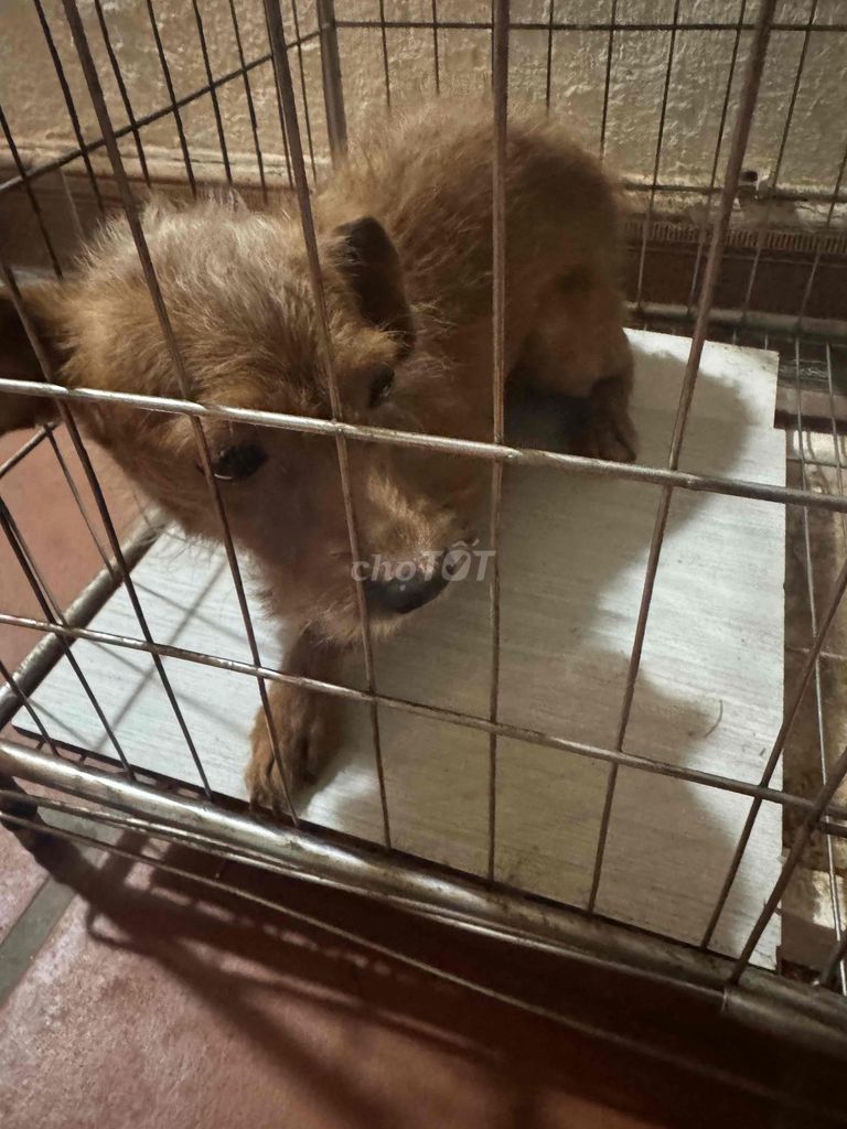Chó Poodle lai Nhật Nâu. Mua bán Chó tại Quận Hoàng Mai Hà Nội được đăng bởi Nhật Minh hình 1