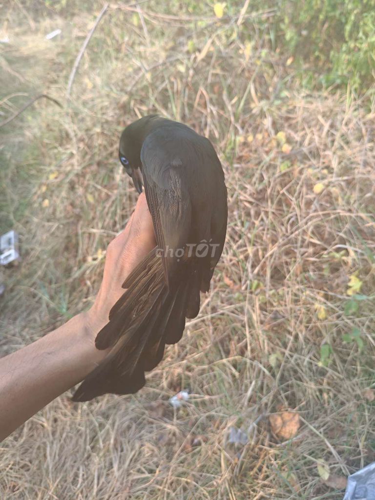 Chim Chèo bẻo Đen lông dài. Mua bán Chim tại Quận 7 Tp Hồ Chí Minh được đăng bởi Hải ĐĂNG hình 1