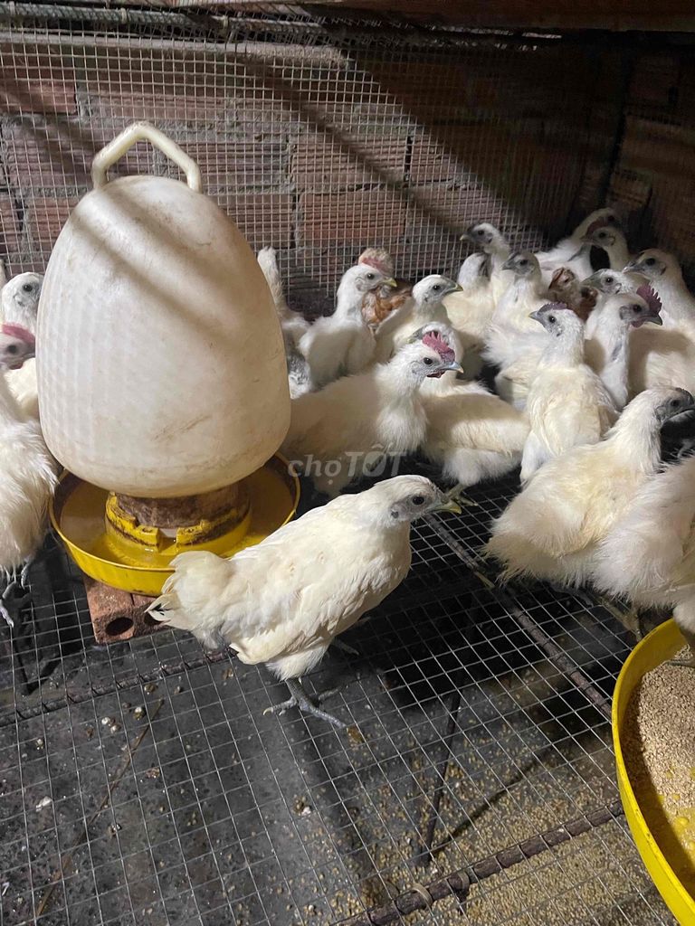 Gà ác 30 con nuôi thịt làm thuốc. Mua bán Gà tại Thành phố Dĩ An Bình Dương được đăng bởi Cỏ Dại  hình 1