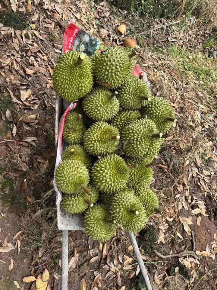 Sầu riêng Ri6 chín vườn nhà Bến Tre. Mua bán Đồ ăn, thực phẩm và các loại khác tại Huyện Bình Chánh Tp Hồ Chí Minh được đăng bởi Nhật Khoa hình 3