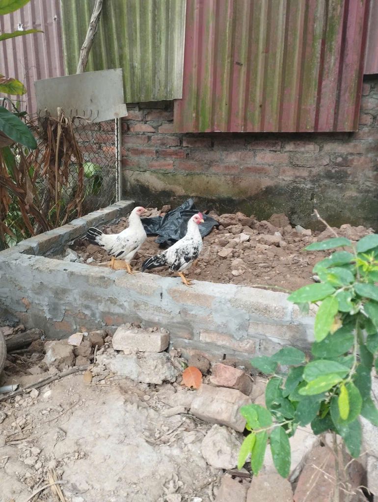 Gà cảnh Trắng đen. Mua bán Gà tại Huyện Phúc Thọ Hà Nội được đăng bởi Kim Văn Hiển hình 1
