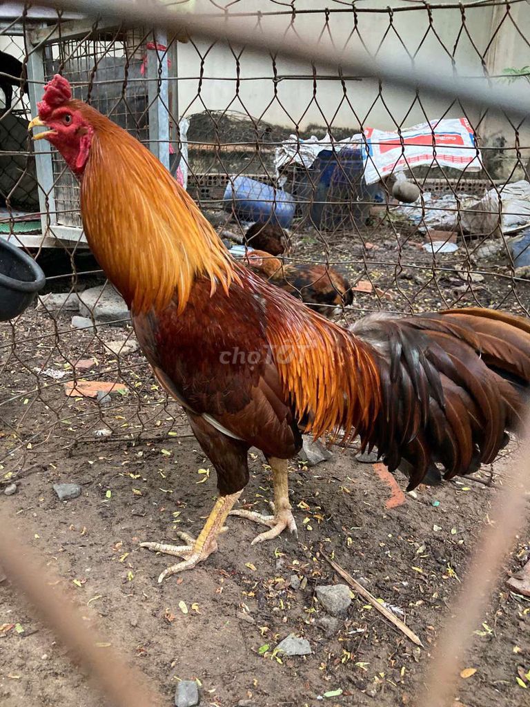 khét 2kg8 thua ói hôm qua. Mua bán Gà tại Thành phố Thủ Dầu Một Bình Dương được đăng bởi Hải Nguyễn hình 1